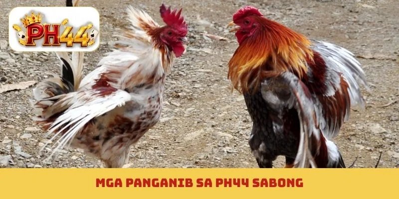 Mga panganib sa PH44 sabong